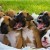 Flickr Image: MikQuattro "Something about Puppies" Flickr Image: MikQuattro "Something about Puppies"