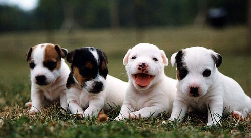 Flick image: Mark Sanders; "Frannie's Puppies"
