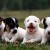 Flick image: Mark Sanders; "Frannie's Puppies" Flick image: Mark Sanders; "Frannie's Puppies"