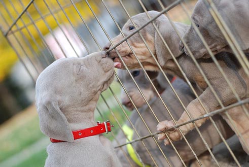 Flickr image: jennifer buehrer; "Puppy Breath!!"
