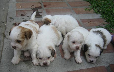 Flickr image: whipsmart; "the lazy bunch"