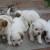 Flickr image: whipsmart; "the lazy bunch" Flickr image: whipsmart; "the lazy bunch"