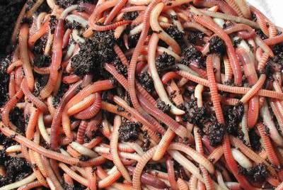 Small worms are perfect for farm ponds and the small bream and other pan fish found in them. 