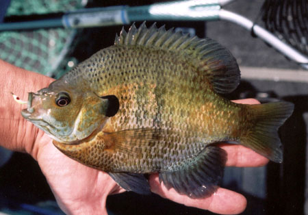 Small worms , corn , and crickets are good baits to use for fresh water fishing. 
