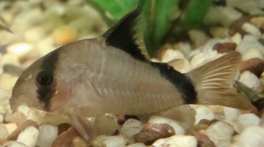 Corydoras - Armoured catfish is a dwarf catfish great for most smaller communities