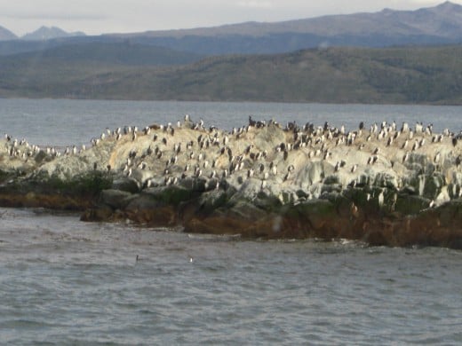 Isla de los Pajaros (Birds Island)