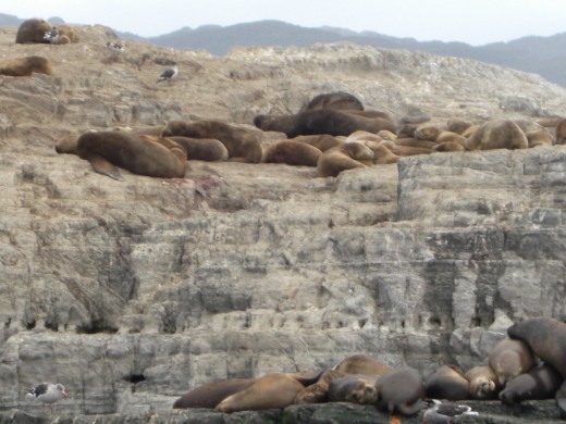 Isla de los Lobos (Sea Wolves Island)