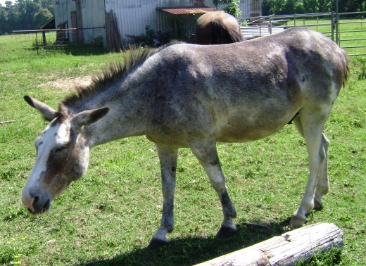 Hinny: cross between a female donkey and male horse.