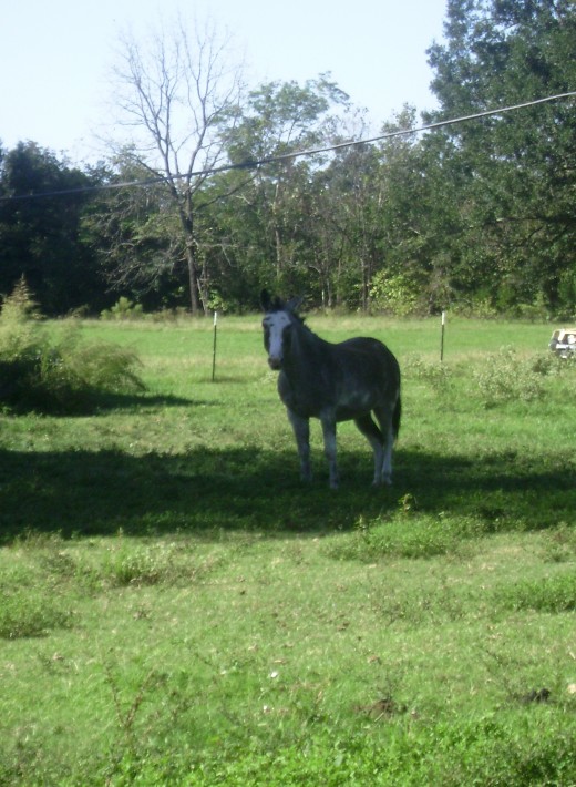 Kojack standing in the field that last day...