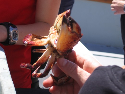 The dunganess crab is harvested commercially in the coastal waters of Newport. 