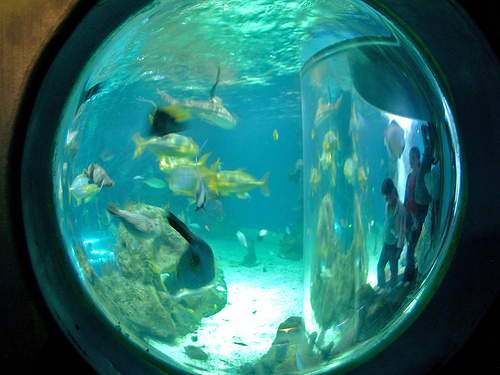 Holiday Activities for Children in Newquay: Newquay: Sealife Centre, Aquarium