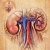 Anatomy of the Kidneys Anatomy of the Kidneys