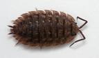 The Woodlouse is actually a crustacean known as the Pill Bug, etc. Rolls up ike a ball. Often confused with the Leatherjacket (by dumb hubbers!)    a-z-animals.com 