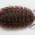 The Woodlouse is actually a crustacean known as the Pill Bug, etc. Rolls up ike a ball. Often confused with the Leatherjacket (by dumb hubbers!)    a-z-animals.com 