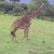 maasai mara giraffe at a close proximity maasai mara giraffe at a close proximity