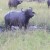Maasai mara buffalo at a close proximity Maasai mara buffalo at a close proximity