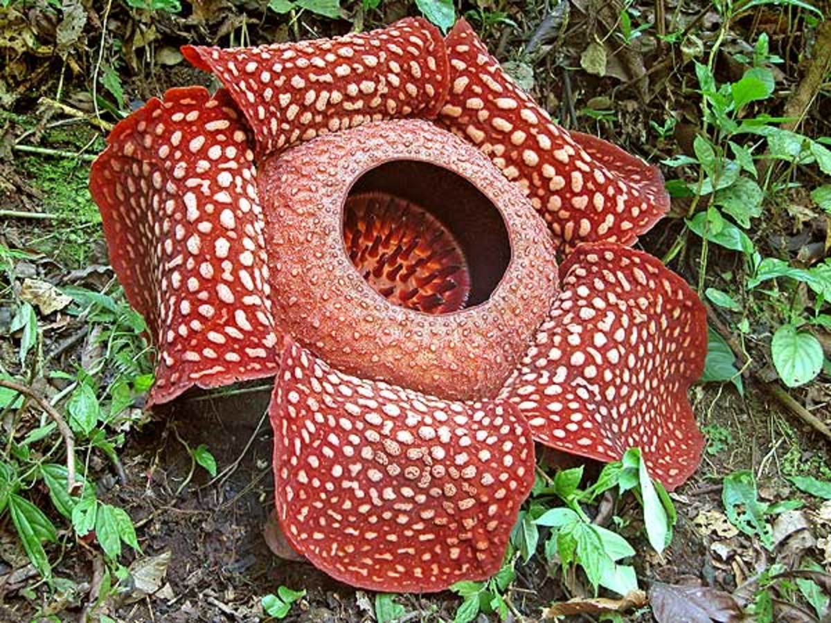 World Slargest Flower