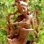 The statue of Dewi Sri the Goddess of Padi