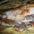 Babi Woku or Woku Pork barbecue in Minahasa Thanksgiving 