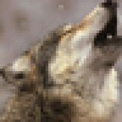 TrailRunGirl profile image