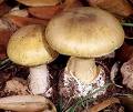 Death Cap:  World's most lethal mushroom