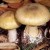 Death Cap:  World's most lethal mushroom