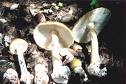 Another shot of Death Cap. See how different they look compared to previous shot