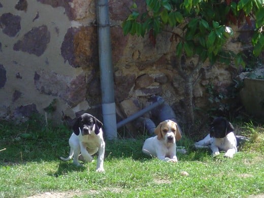 The last we saw of all three pointer pups together, sitting outside our gite.