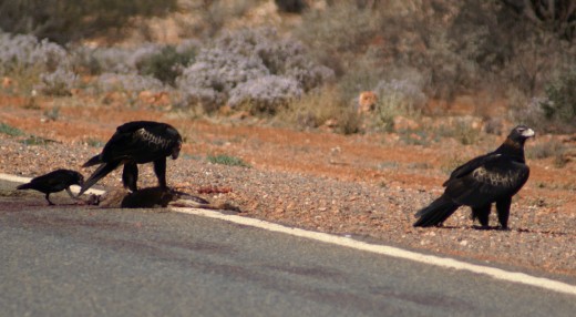 eagles feeding off the road kill