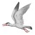 Ichthyornis, a toothed sea-bird from Cretaceous North America Ichthyornis, a toothed sea-bird from Cretaceous North America