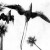 Confuciusornis, toothless fossil forest birds from the Early Cretaceous of China Confuciusornis, toothless fossil forest birds from the Early Cretaceous of China