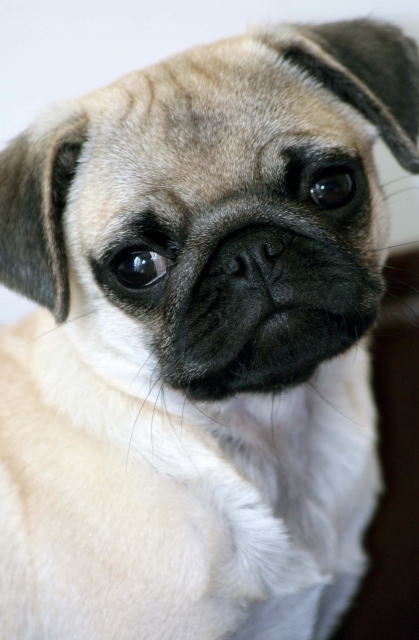 Pug Puppy