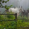sacredcow profile image
