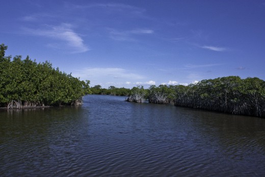 Typical Everglades canal.