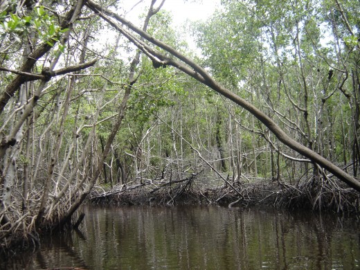 Miles and miles of mangrove canals and islands attract and hold fish.