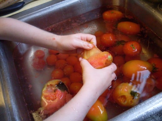 It should come off in fairly large pieces, reasonably easy. Discard skins. Place finished tomatoes in a large bowl, and proceed with your recipe.