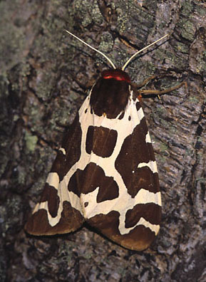 Garden Tiger Moth. Photo by Marek Szczepanek