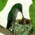 south american hummingbird nest feeding young rarely seen south american hummingbird nest feeding young rarely seen