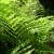 7 foot tall in my yard, a volunteer that just came up three years ago bracken fern? 7 foot tall in my yard, a volunteer that just came up three years ago bracken fern?