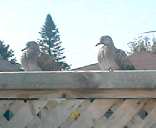 Two little doves who would not be "shoo"-ed away after we visited our uncle and aunt's cinerary urn niches. They stayed hours while we ate on the deck