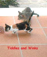 Tiddles and Winks adopted us in Gibraltar