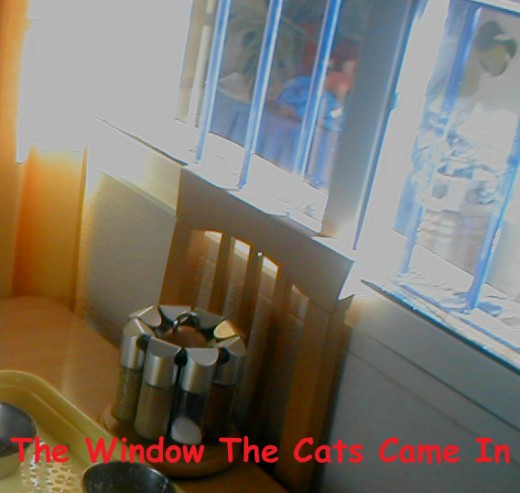 The Front Room Window The Cats Came Through