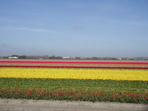 tulips,Amsterdam picture courtesy of www.tripadvisor.com/LocationPhotos-g188590-d5...