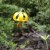 A wildfower 'lantern' along the way Photo by C.Borthwick all rights reserved A wildfower 'lantern' along the way Photo by C.Borthwick all rights reserved