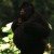 game-reserve/uganda_bwindi.html gorilla safari game-reserve/uganda_bwindi.html gorilla safari