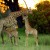 african-safari-and-travel-advisor african-safari-and-travel-advisor