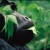 game-reserve/uganda_bwindi.html game-reserve/uganda_bwindi.html