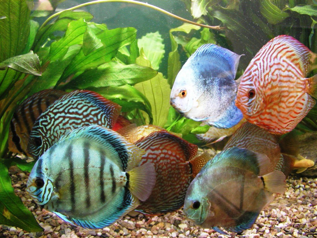 How To Keep Discus Fish