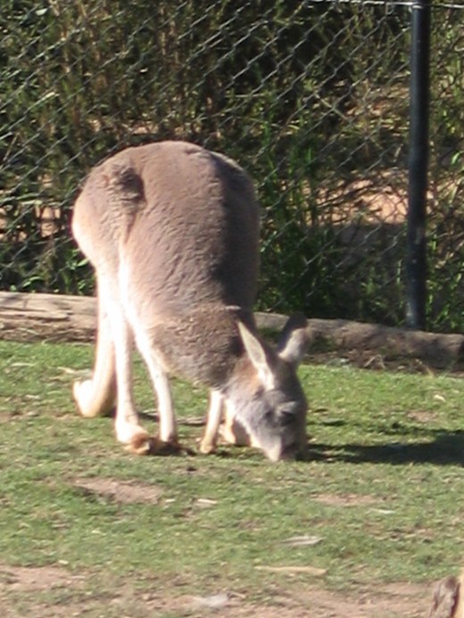 kangaroo at Australian National Zoo, Canberra