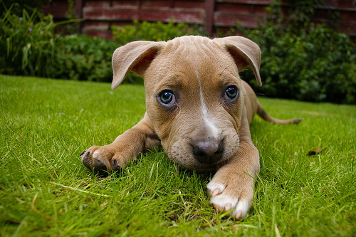 A new puppy may be the cause of asthma attacks